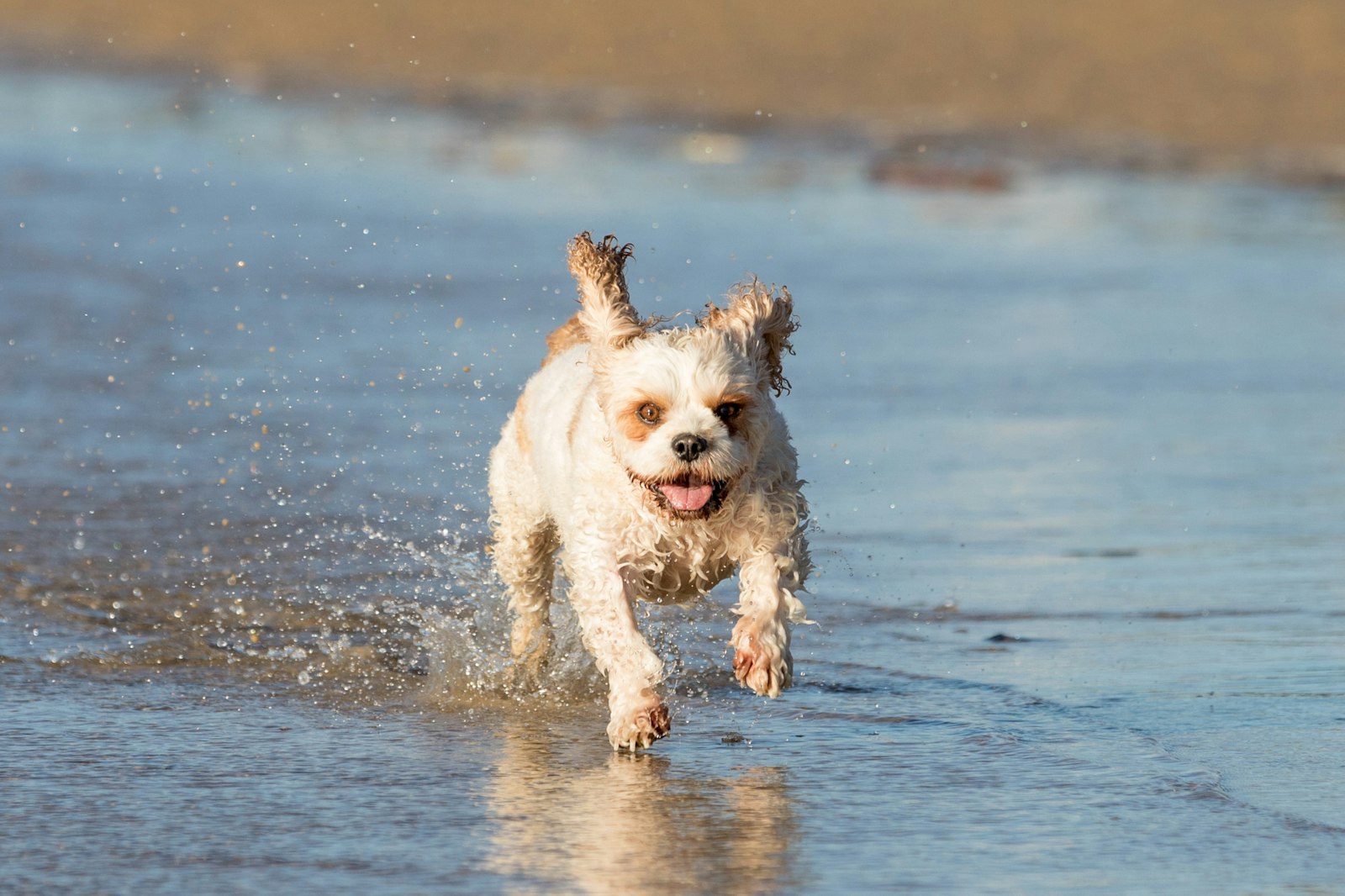 2018-0117-Tilly (29 of 38) - All Rights Reserved © 2017 Jo Lyons Photography